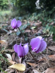 Cyclamen hederifolium