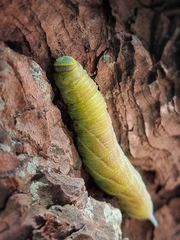 Smerinthus ocellata