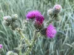 Carduus acanthoides