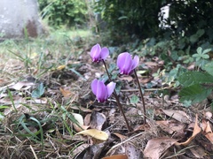 Cyclamen hederifolium