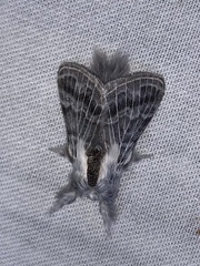 Tolype distincta