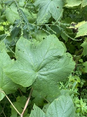 Rubus odoratus