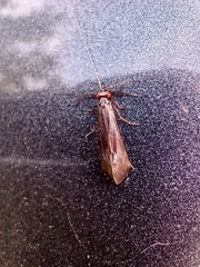 Mystacides sepulchralis