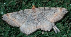 Macaria adonis