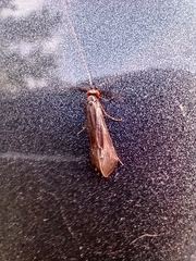 Mystacides sepulchralis