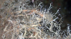 Phtisica marina