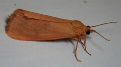 Virbia aurantiaca