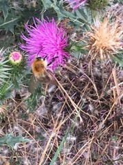 Bombus pascuorum