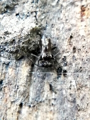Caeciliusidae
