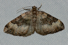 Xanthorhoe lacustrata