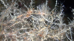 Phtisica marina
