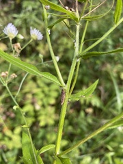 Aphrodes