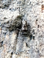 Caeciliusidae