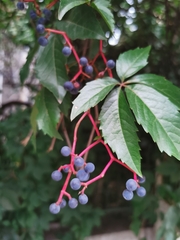 Parthenocissus quinquefolia