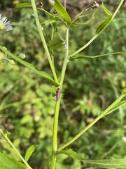 Aphrodes