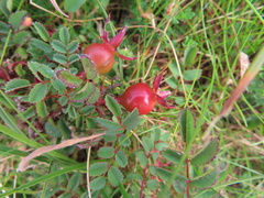 Rosa spinosissima