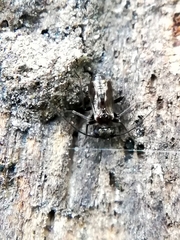 Caeciliusidae