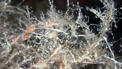 Phtisica marina