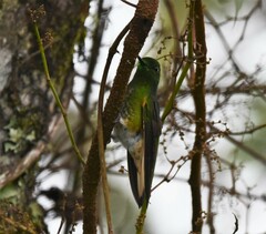 Boissonneaua flavescens