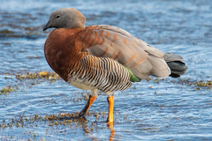 Chloephaga poliocephala