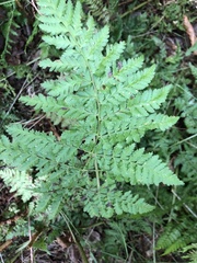 Dryopteris dilatata
