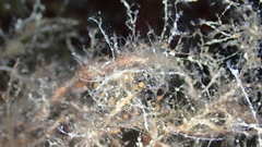 Phtisica marina