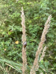 Leptinotarsa decemlineata