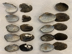 Sagittunio subrostratus