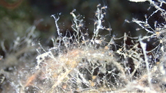 Phtisica marina