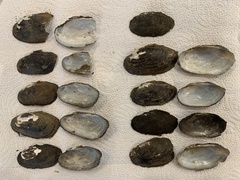 Sagittunio subrostratus