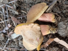 Hortiboletus bubalinus