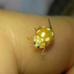 Calvia decemguttata
