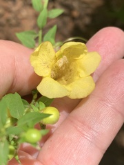 Aureolaria levigata