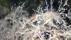 Phtisica marina