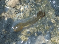 Ichthyosaura alpestris alpestris