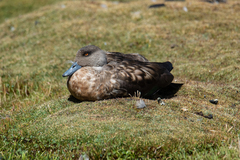 Lophonetta specularioides
