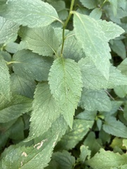 Agastache scrophulariifolia