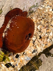 Actinia equina