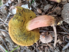 Hortiboletus bubalinus