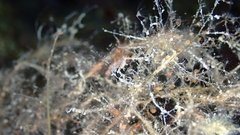 Phtisica marina