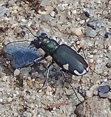 Cicindela scutellaris lecontei
