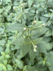 Agastache scrophulariifolia