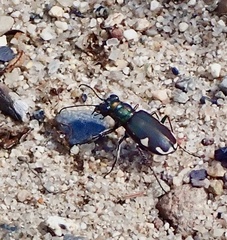Cicindela scutellaris lecontei