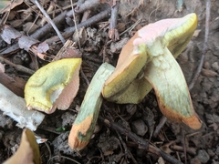 Hortiboletus bubalinus