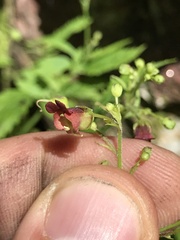 Scrophularia
