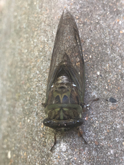 Neotibicen pruinosus