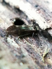 Elipsocidae