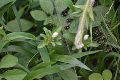 Ipomoea pes-tigridis