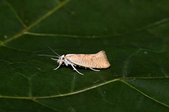 Ypsolopha lucella
