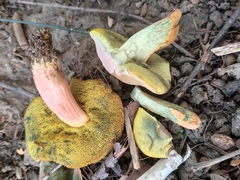 Hortiboletus bubalinus